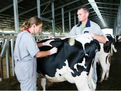 Ứng dụng công nghệ cao trong chăn nuôi bò và sản xuất sữa tươi sạch